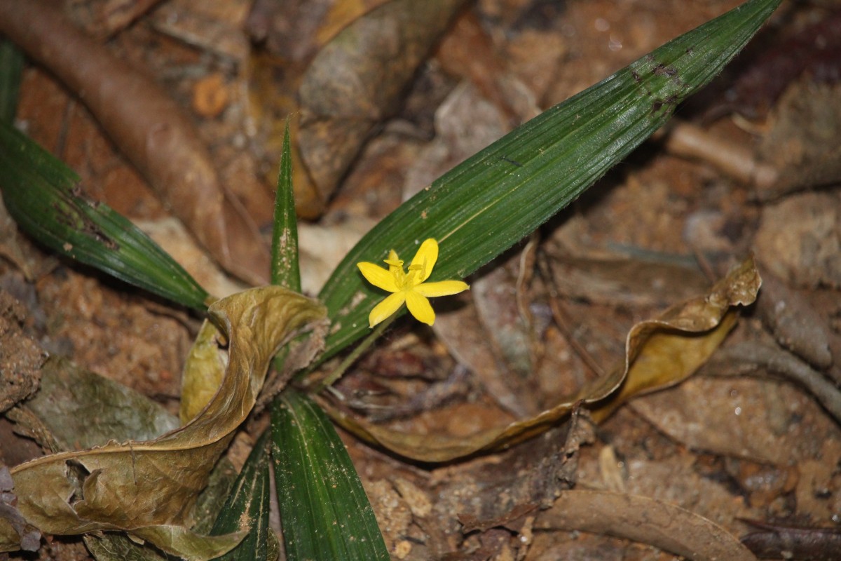 Hypoxidaceae